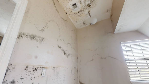  Angustura, NM Mold Removal Pros