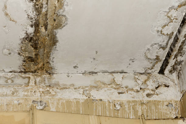 Best Emergency Mold Remediation  in Angustura, NM