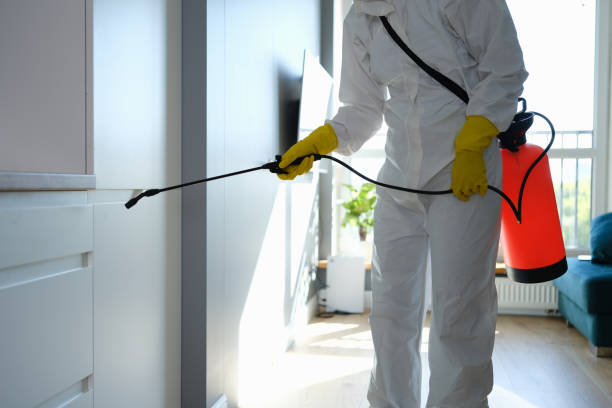 Best Mold Damage Restoration  in Angustura, NM
