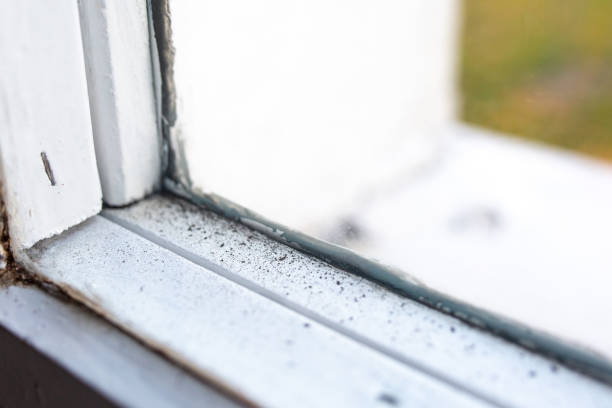 Best Forensic Mold Investigation  in Angustura, NM
