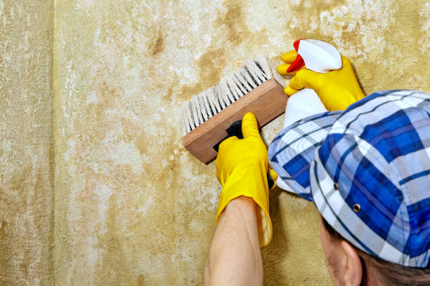 Professional Mold Removal in Angustura, NM
