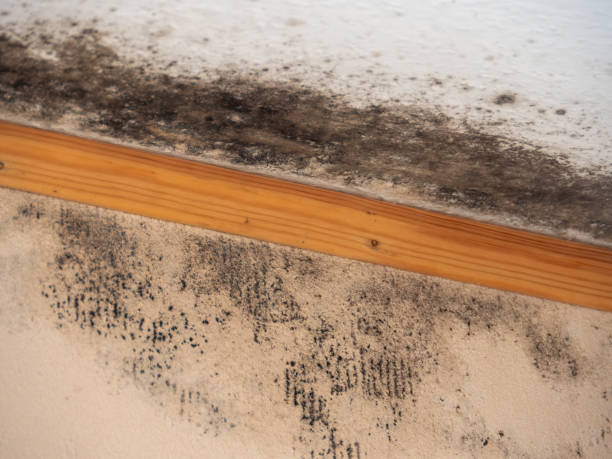 Best Indoor Air Quality Assessment  in Angustura, NM