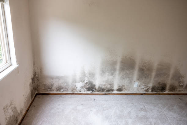 Best Basement Mold Removal  in Angustura, NM